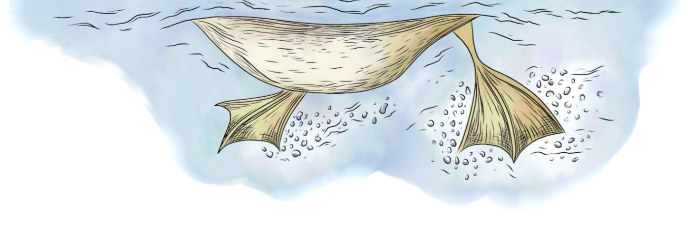 Swimming Duck