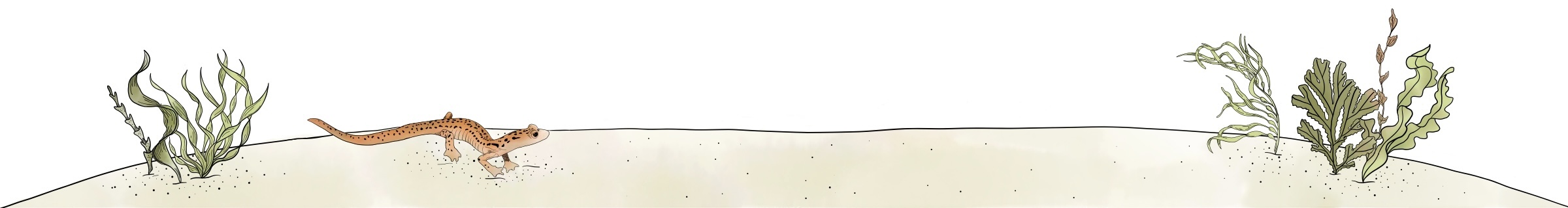 Lake Bottom with Salamander